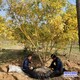 高桿金枝槐圖