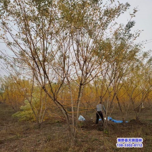 保定市定州20公分金枝槐價(jià)格多少-嫁接金枝槐-叢生金枝槐