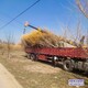 金葉槐圖
