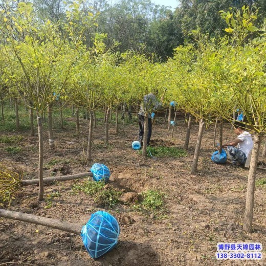 河北地区14公分金枝槐本地价格-批发金枝槐-矮杆金枝槐