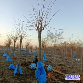 河北博野縣15公分金枝槐多少錢合適-批發金枝槐-叢生金枝槐