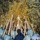 金葉槐圖