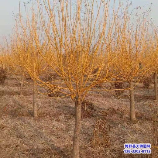 保定地區(qū)8公分金枝槐多少錢合適-嫁接金枝槐-矮桿金枝槐