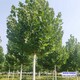 新疆14公分法桐圖