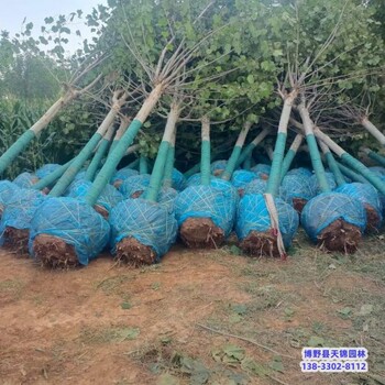 山西15公分法桐自產(chǎn)自銷-大法桐樹-法桐退地