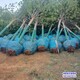 老式法桐圖