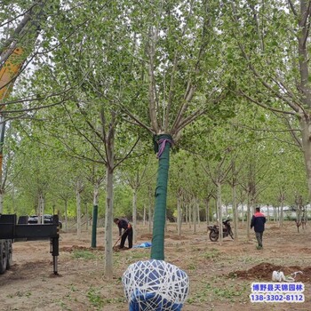 新疆16公分法桐價(jià)格咨詢(xún)-老式法桐-法桐退地