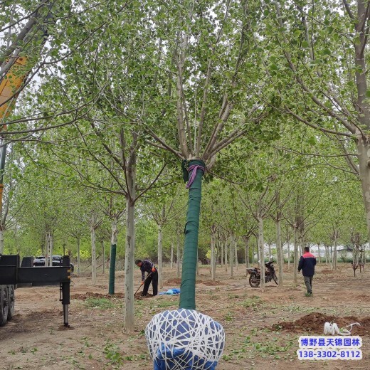 陜西6公分法桐哪里便宜-速生法桐-法桐退地