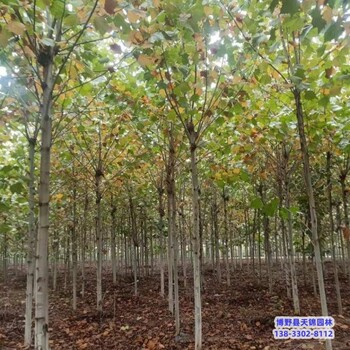 新疆16公分法桐價(jià)格咨詢(xún)-老式法桐-法桐退地