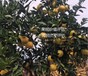 湖南果園果樹資產評估價格