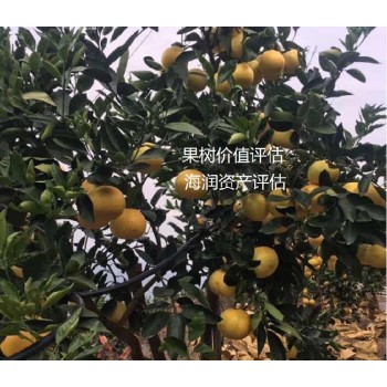 江苏果树价格评估标准桃树价格评估