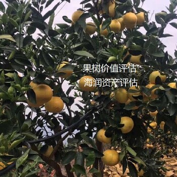 內(nèi)蒙古果樹價(jià)格評(píng)估費(fèi)用紫薇盆景價(jià)格評(píng)估