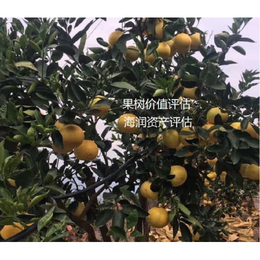 黑龙江果树价格评估费用雀舌黄杨盆景价格评估