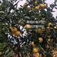 西藏果樹價格評估價格圖