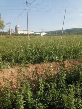黃岡連翹苗價(jià)格2年生連翹苗