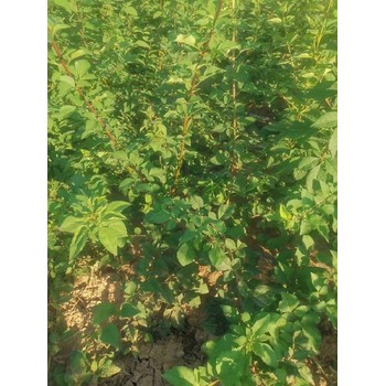 玉樹出售連翹苗1年生連翹苗