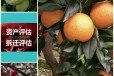 黑龙江果树价格评估标准柏树盆景价格评估