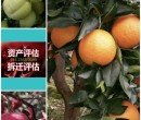 贵州果树价格评估收费标准果园价格评估图片