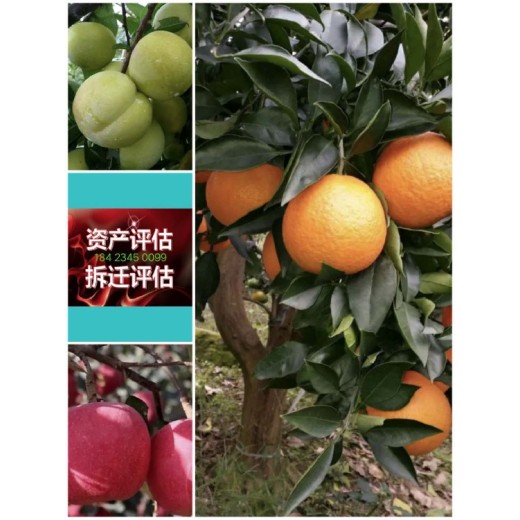 黑龙江果树价格评估收费标准丹桂盆景价格评估