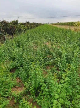 出售連翹苗價格+今年藥用連翹苗多少錢一棵