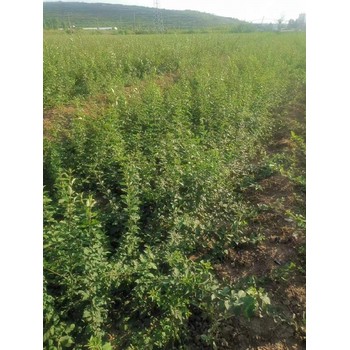 湖南批發(fā)連翹苗1年生連翹苗