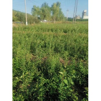 沙坪壩大果連翹苗批發(fā)基地