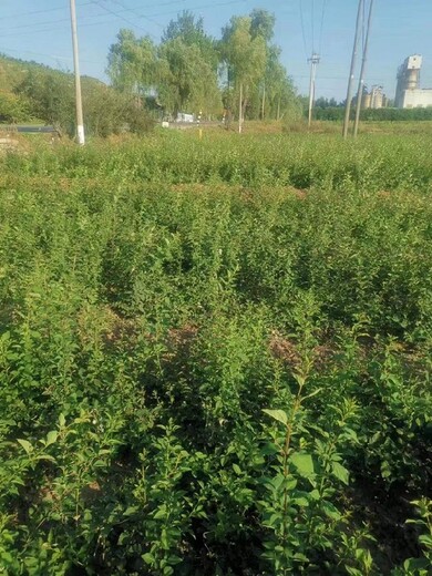 三門峽千畝大果連翹苗批發(fā)基地