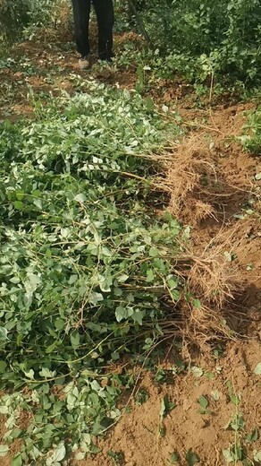 瀘州大果連翹苗批發(fā)基地