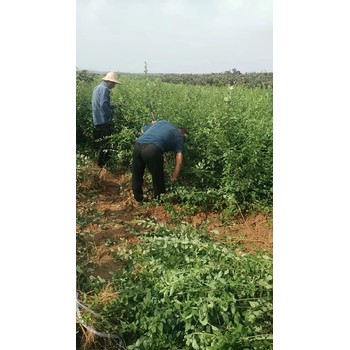 出售大果连翘苗+药用大果连翘苗多少钱一棵