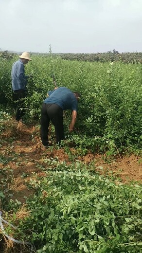 文山出售藥用大果連翹苗價(jià)格
