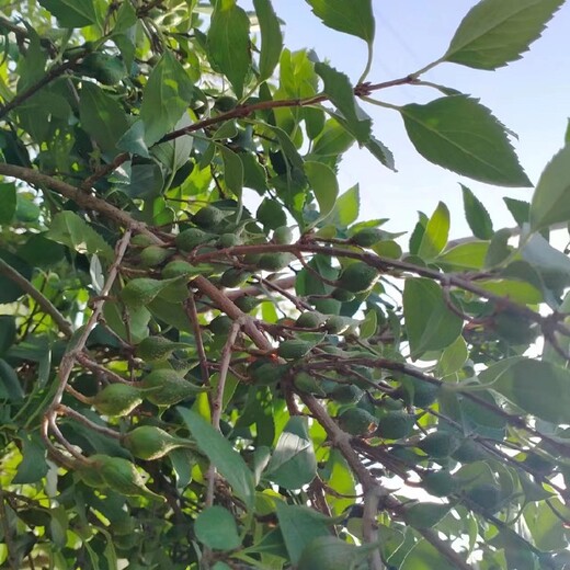 出售大果連翹苗價(jià)格