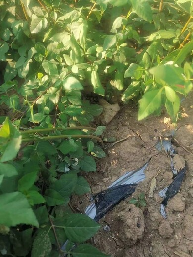 大足大果連翹苗批發(fā)基地