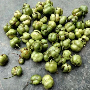 安陽真實黃精種子