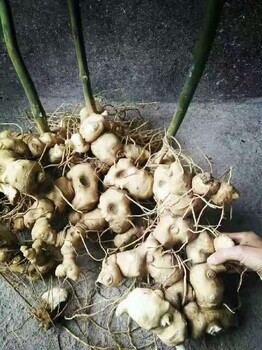 湖北黃精塊莖苗批發(fā)價(jià)