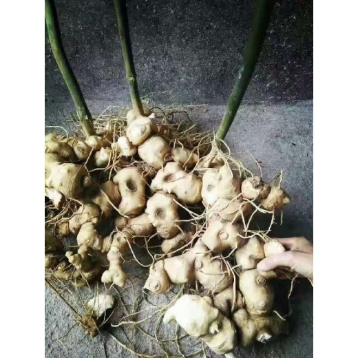 高桿黃精苗種植基地
