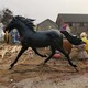 曲陽玻璃鋼馬雕塑圖