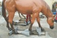 曲阳彩绘玻璃钢马雕塑大全,仿真动物雕塑