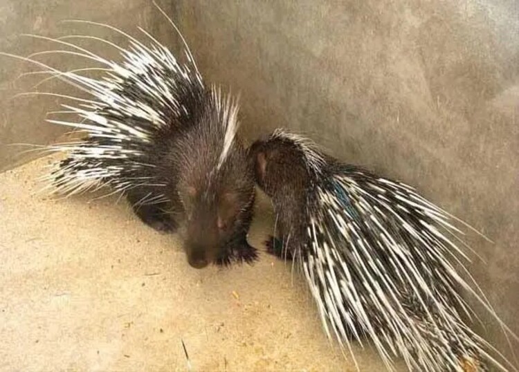 安徽阜阳选购豪猪种苗