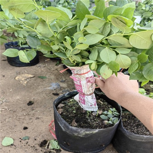 青海蓝莓苗新品种可以种植吗？蓝莓苗近期价格