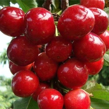 金華俄羅斯8號(hào)櫻桃苗,早熟櫻桃苗批發(fā)