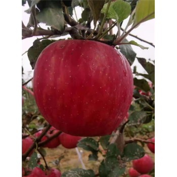 西双版纳苹果苗基地,红富士苹果苗