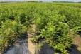 福建高产蓝莓苗可以种植吗？蓝莓苗近期价格