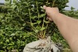 辽宁法新蓝莓苗可以种植吗？蓝莓苗近期价格