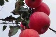 马鞍山苹果苗供应商,矮化苹果苗