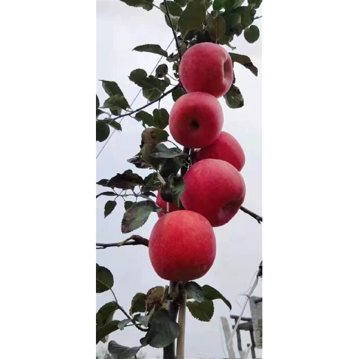 攀枝花苹果苗供应商,红富士苹果苗