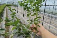 早熟大果蓝莓苗介绍丨智利杜克蓝莓苗高产品种介绍