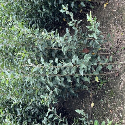 阿拉善盟蘋果樹苗批發(fā),供應(yīng)紅富士蘋果苗