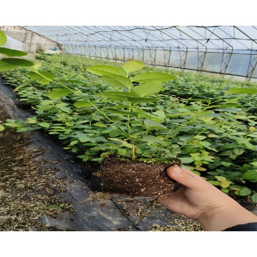 山东青岛蓝莓栽种选哪个蓝莓苗品种好