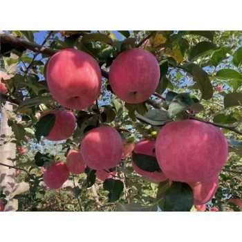 神农架苹果苗供应商,水蜜桃苹果苗