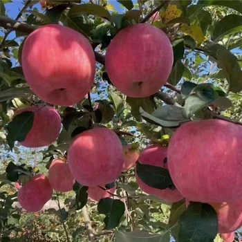 鷹潭蘋果樹苗批發(fā),明月蘋果苗